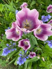 Gabriela Covarrubias