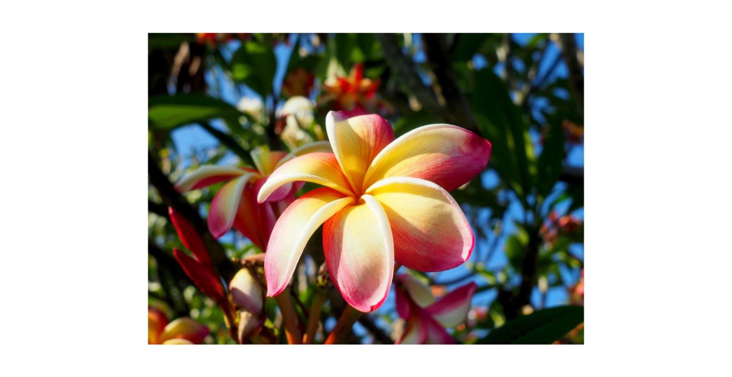 TECHNIQUES SPECIFIQUES DU LOMI LOMI NIVEAU 1