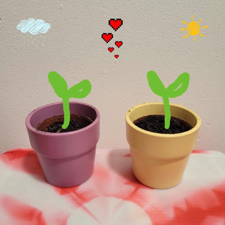 The Special Ingredient Needed to Grow A Gratitude Plant? ❤️✨🌱