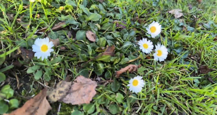 November Daisies