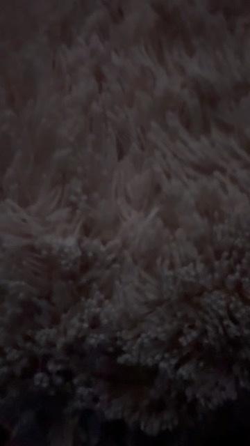 Aurora karina Jimenez navarrete