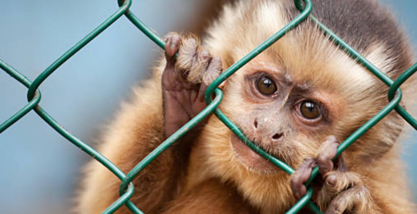 The 'Control Your Monkey' Blueprint