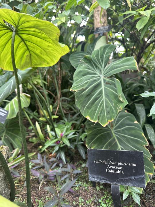Las Plantas
