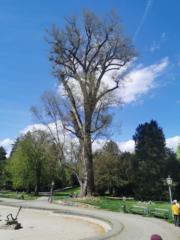 Angelina Morhart-Harich