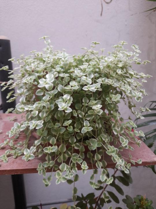 Marilu Murillo Rivera