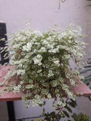 Marilu Murillo Rivera