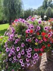 Karin Knol