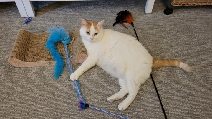 Barbara Januscheitis