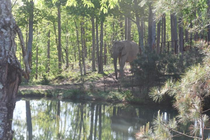 Elephant Sanctuary