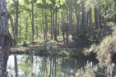 Elephant Sanctuary