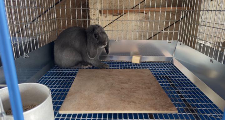 Exotic Animal Education