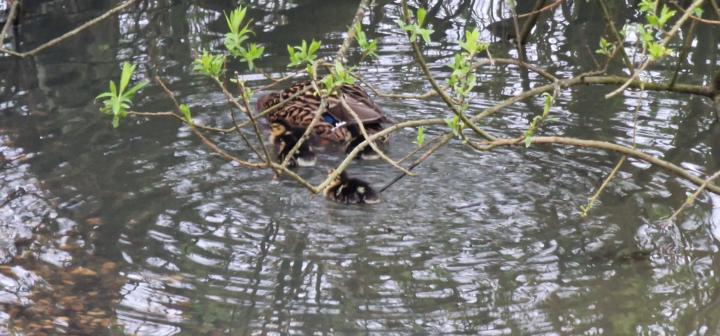 Ducklings!