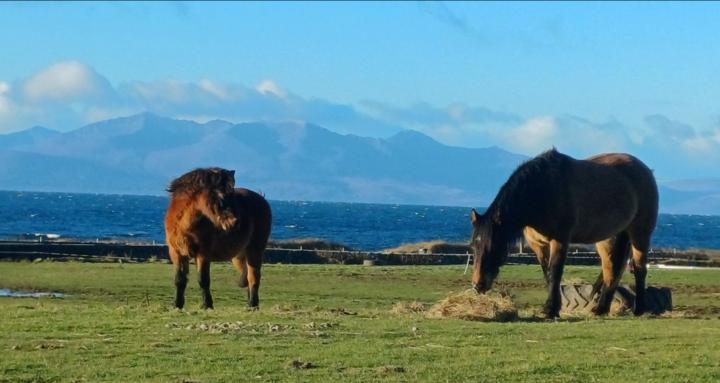 Wee Jem's Equine Education
