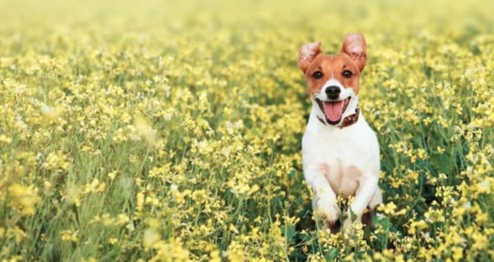 LPM&P | Oktató/Mester/Mentor