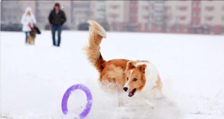 LPM&P | HIC Kutyaoktató Képzés