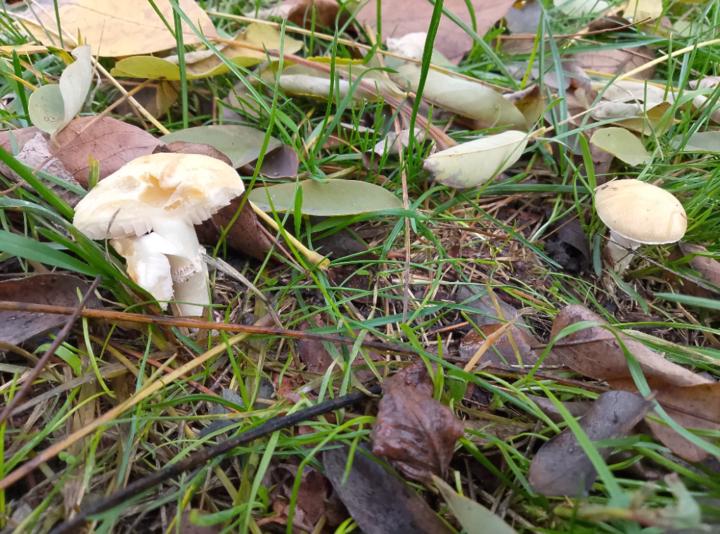 Отец Роман И