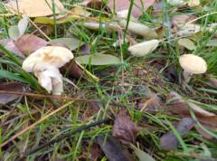 Отец Роман И