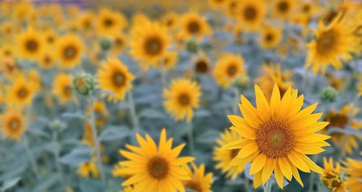 Home Garden & Hobby Farm Tips!