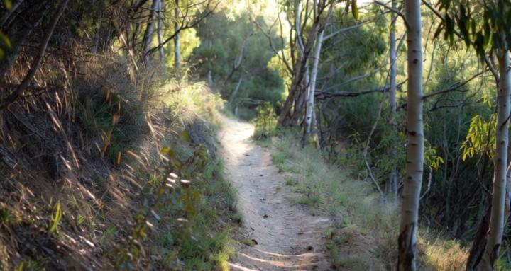 Hiking trails with TenBears