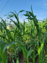 سعيد الوصابي