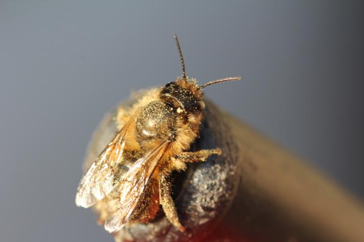 Fuzzy Bee