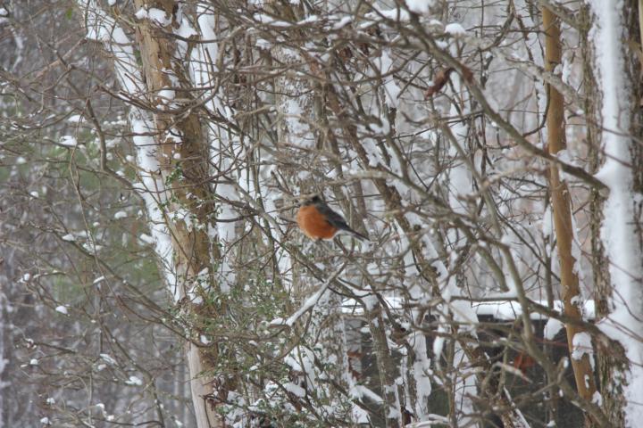 A Robin in Winter