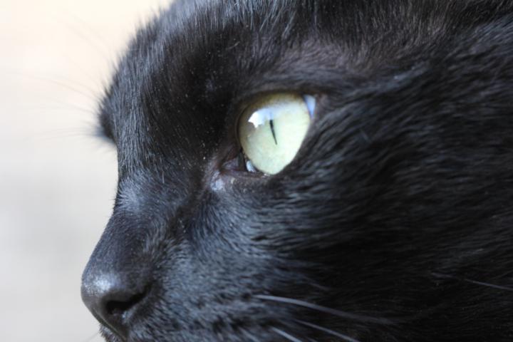 Kirby up close