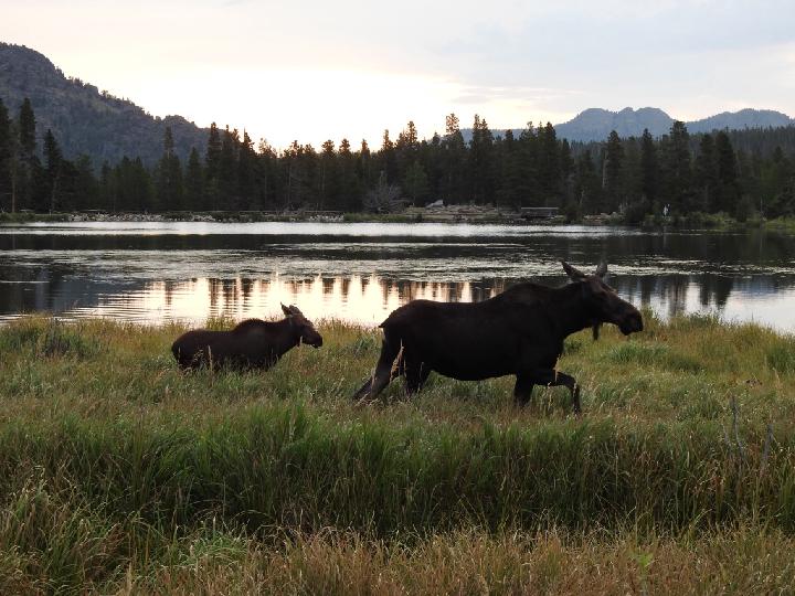 Catherine Millis Juvonen