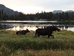 Catherine Millis Juvonen