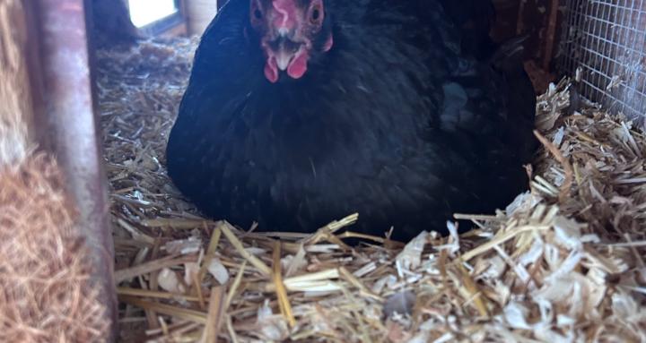 Chicken