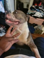 Toma Randolph