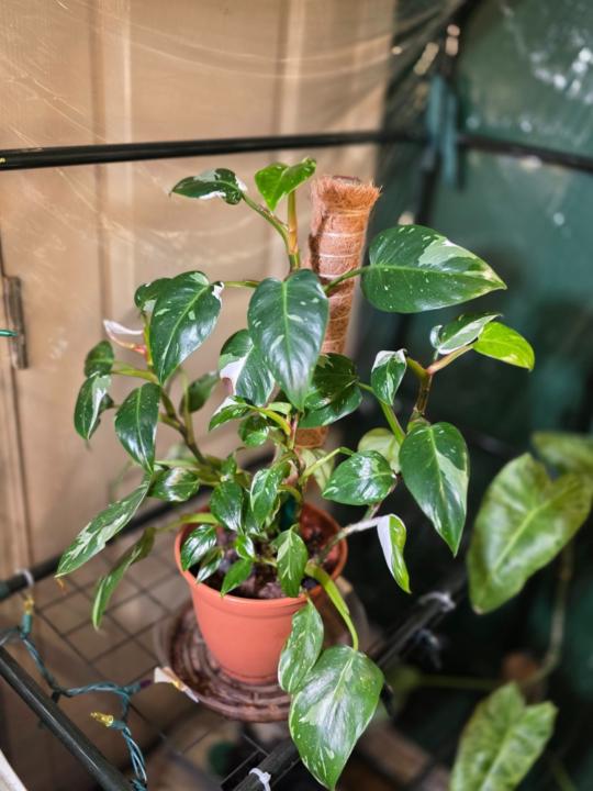 Carmen Moseley