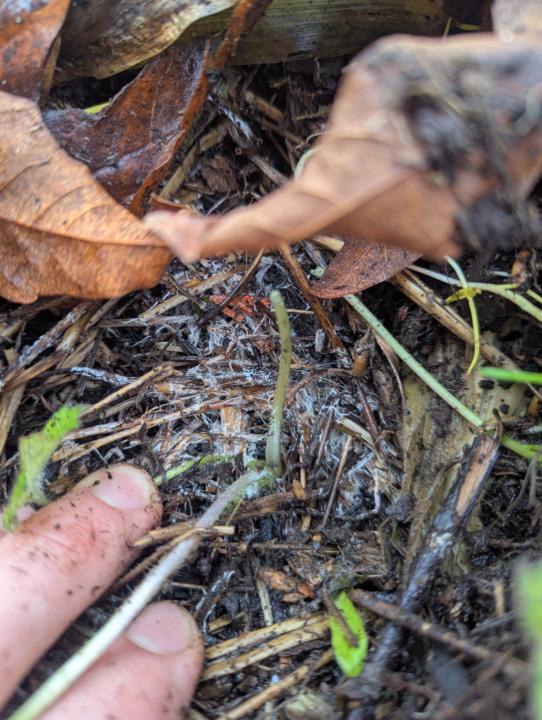 IMO3 'failures' turning out to be 'succeses'