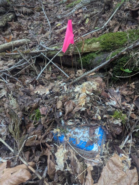 IMO with pearl barley. Neighbors forest. 