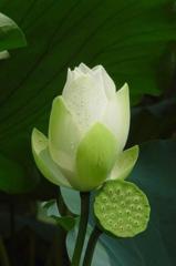 Đặng Ngọc Trinh