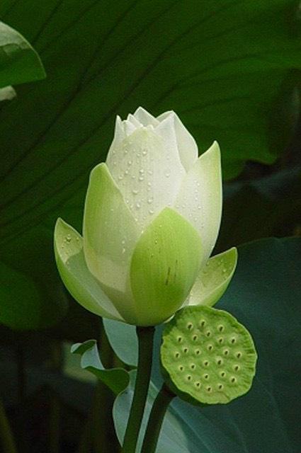 Đặng Ngọc Trinh