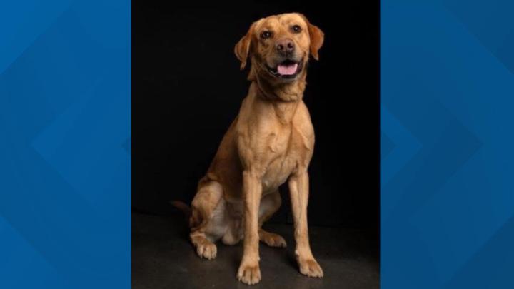 🌟 From Stray to Star: Marcel’s Inspiring Journey! 🐾