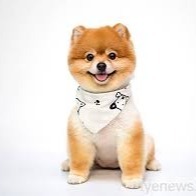 小安 王
