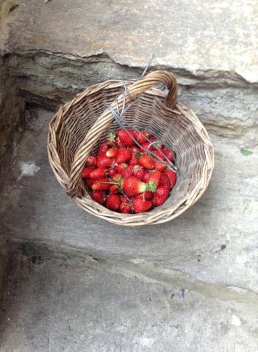 🍓🌿 Thicket Thursday: Strawberry, the Fruit of the Mead Moon
