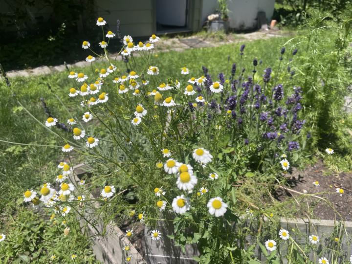 🌿 Thicket Thursday: Chamomile & St. John's Wort 🌿 (Matricaria chamomilla & Hypericum perforatum — the solar twins)