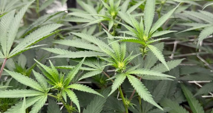 Mellow Meadows High Skool 