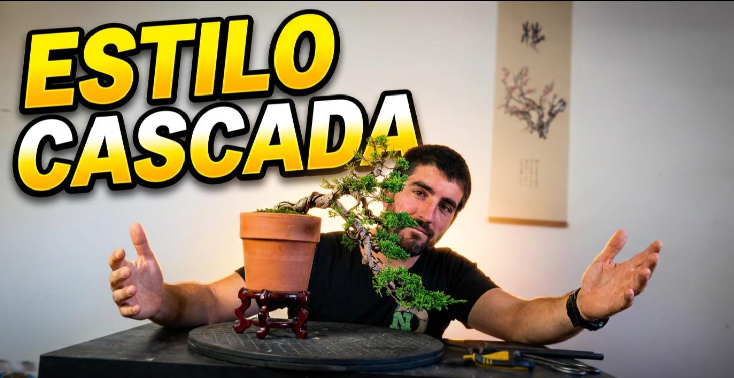 Junipero comercial a Bonsai Kengai