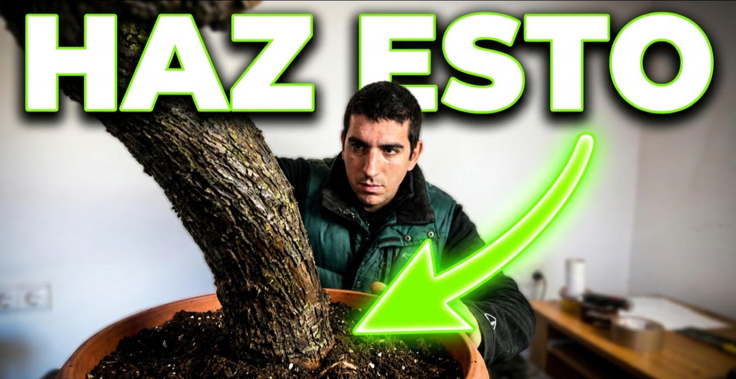 Cómo ENRAIZAR una Estaca de OLIVO para BONSAI