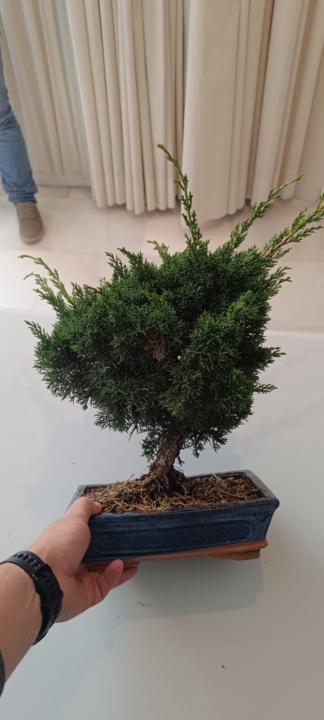 Trabajo en prebonsai