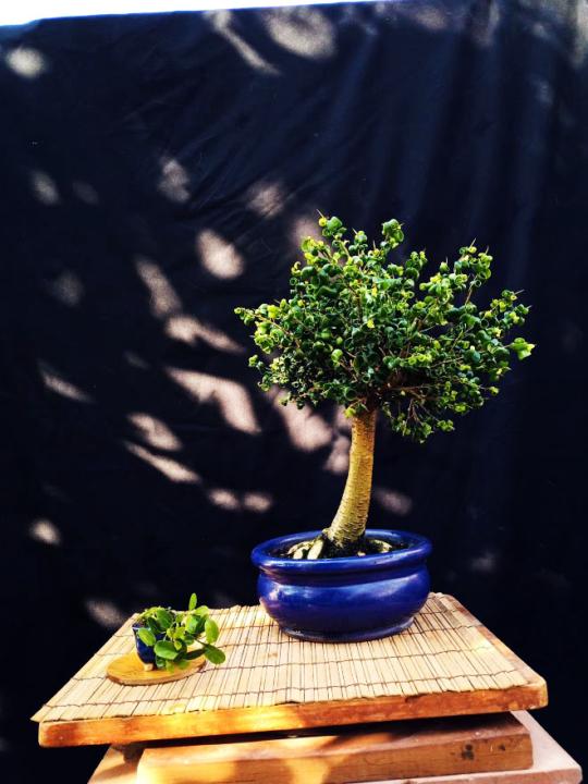 Ficus Benjamina 'Barok'