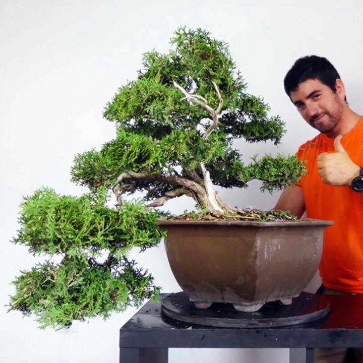 Evolución Thuja de vivero