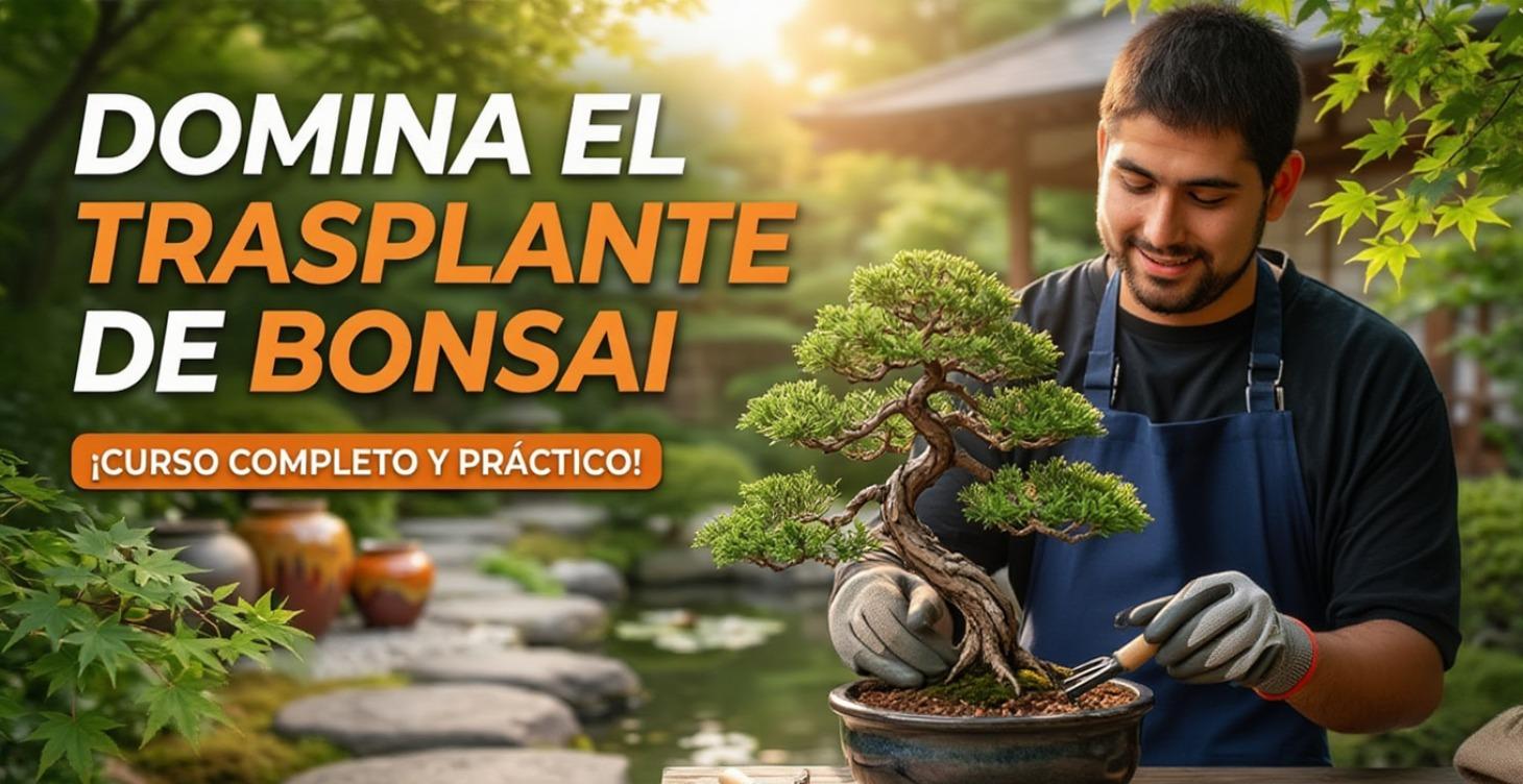 Curso completo - Trasplante de bonsais