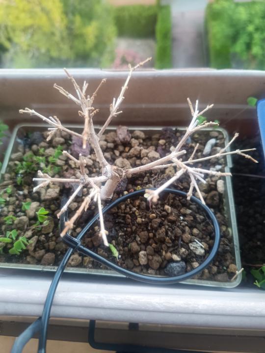 Premna japónica MUERTA?