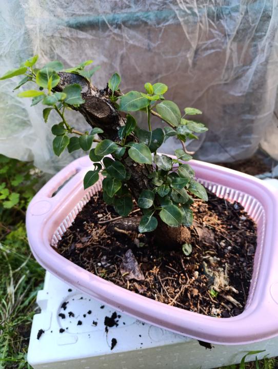 Yamadori?