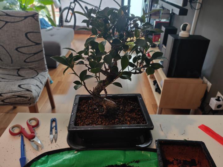 Transplantado!